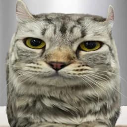 shj