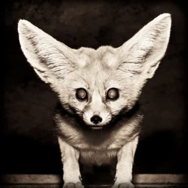 ghobii profile
