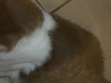 mas ostra profile