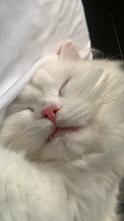 bosschipmunk34 profile