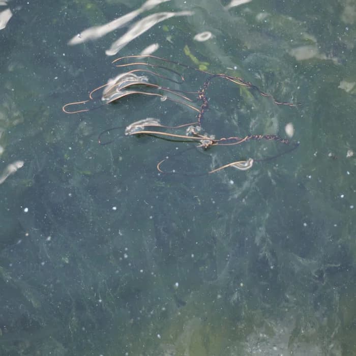 Meditations on Forgetting