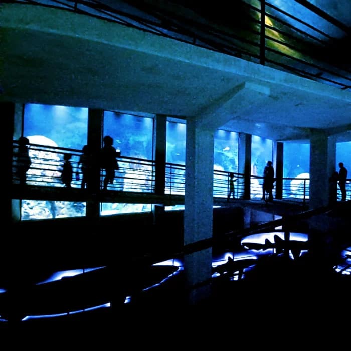 A Day at the Aquarium