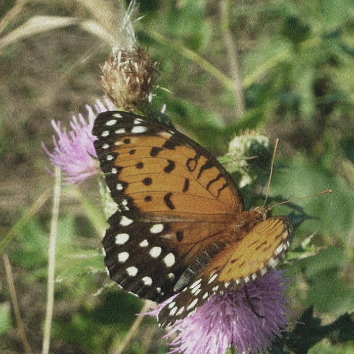 butterfly