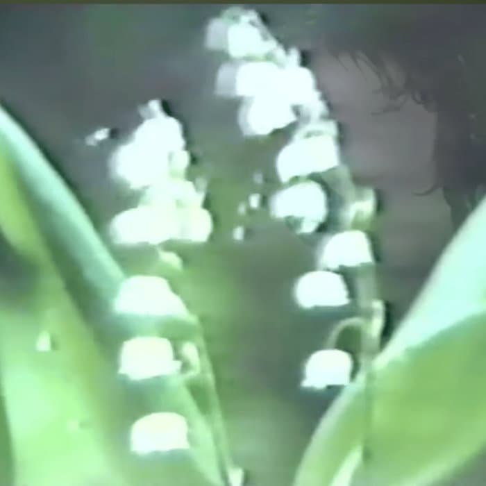 森林浴ｓｐｉｒｉｔ