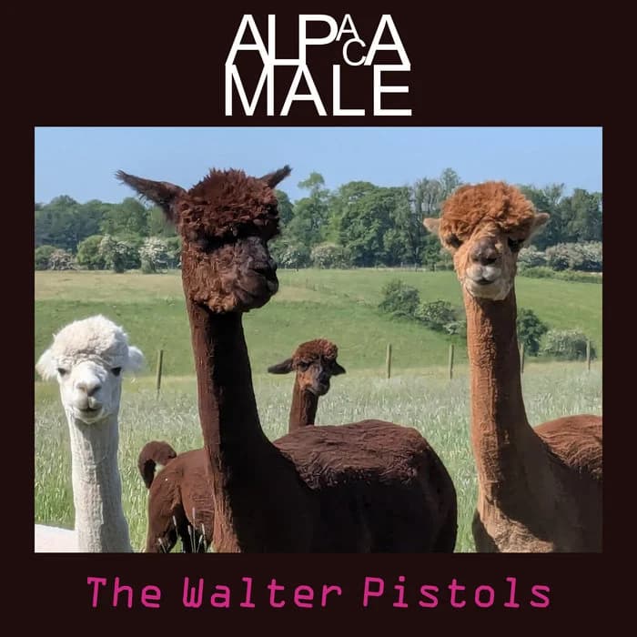 Alpaca Male