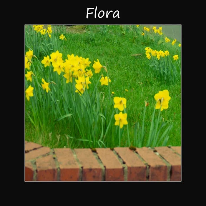 Flora