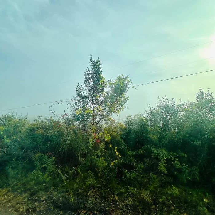 ｄｒｅａｍｓｔａｔｅ (Deluxe)