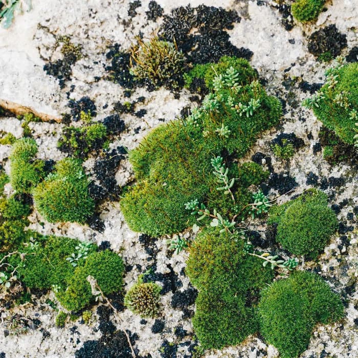 Moss