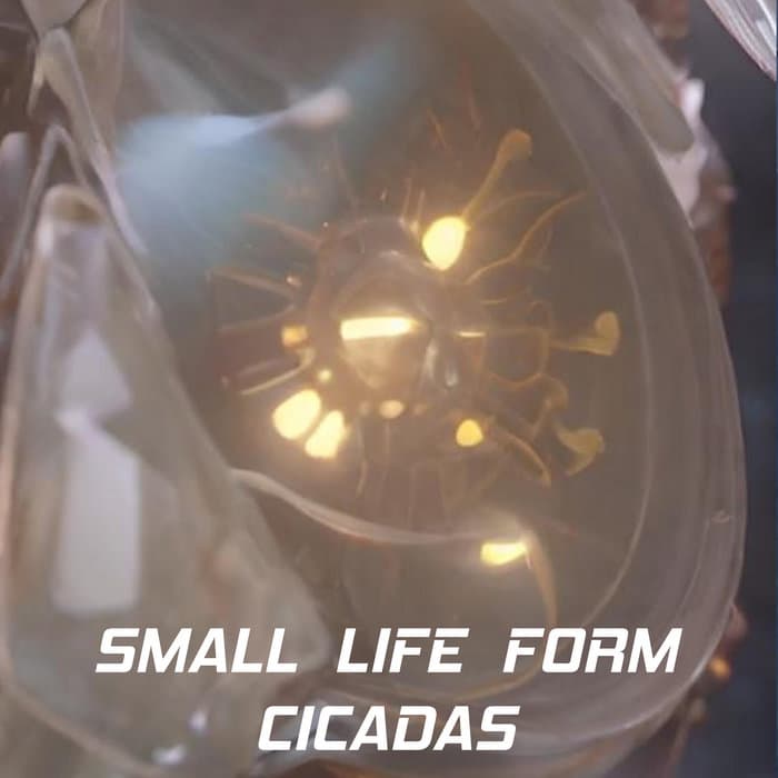 Cicadas