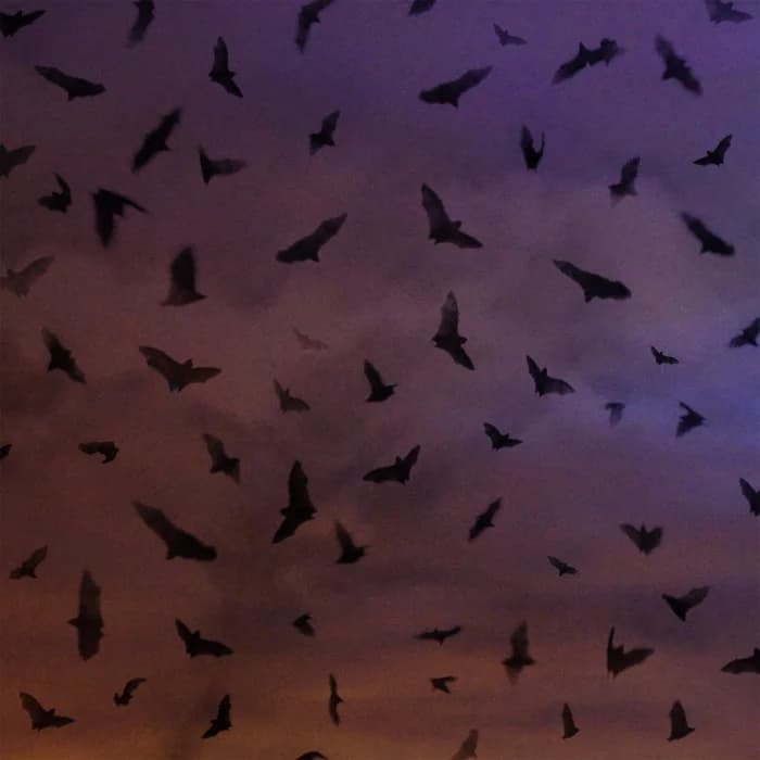 Celebrating The Bat Chapter 2: Into The Night