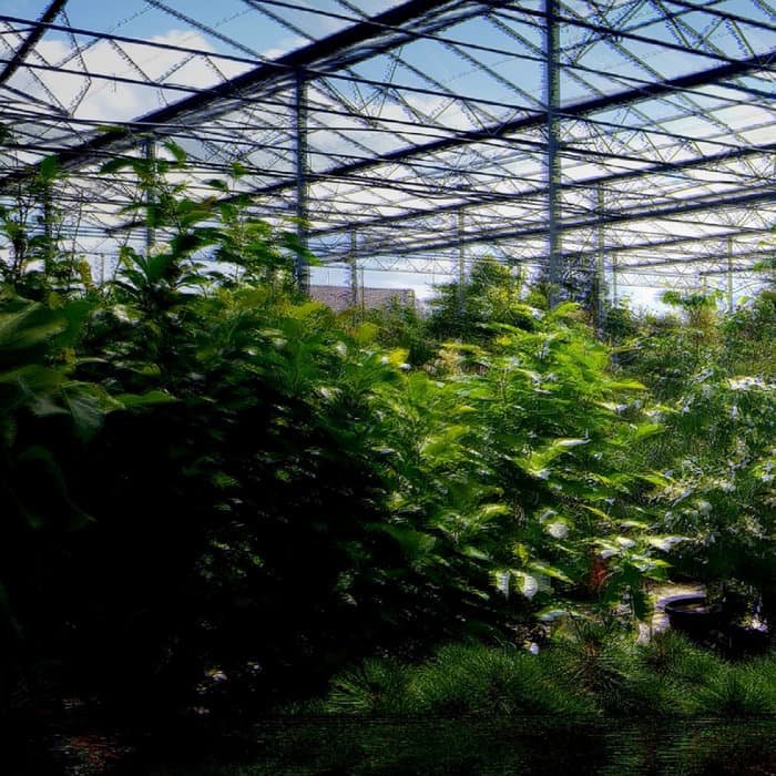 Ｐｌａｎｔ　Ｓｈｏｐｐｉｎｇ