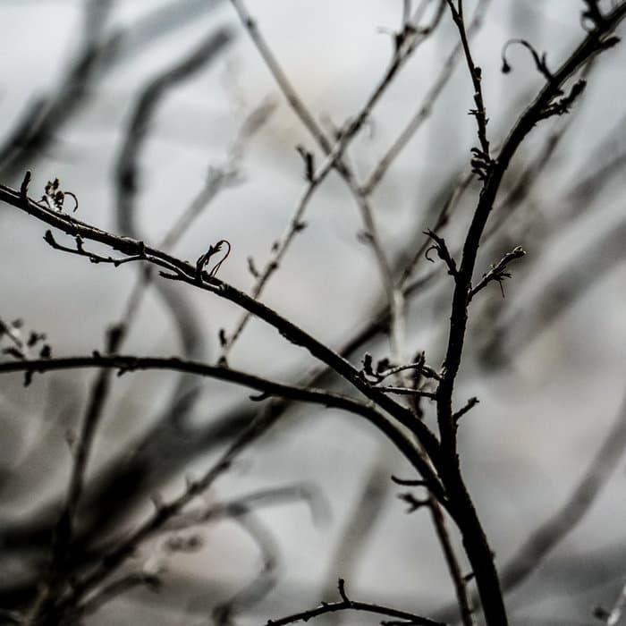 Beauty in Grief