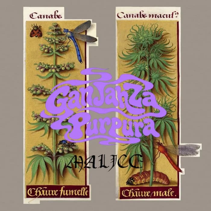 GanJahZa & Malice