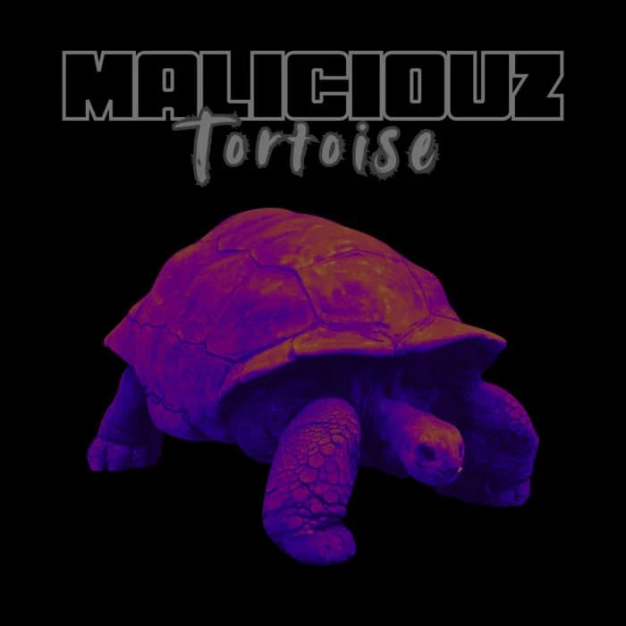 Tortoise