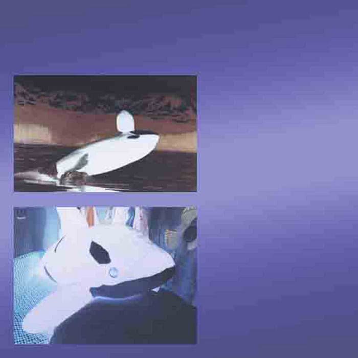 orca - flying plushies under the clouds