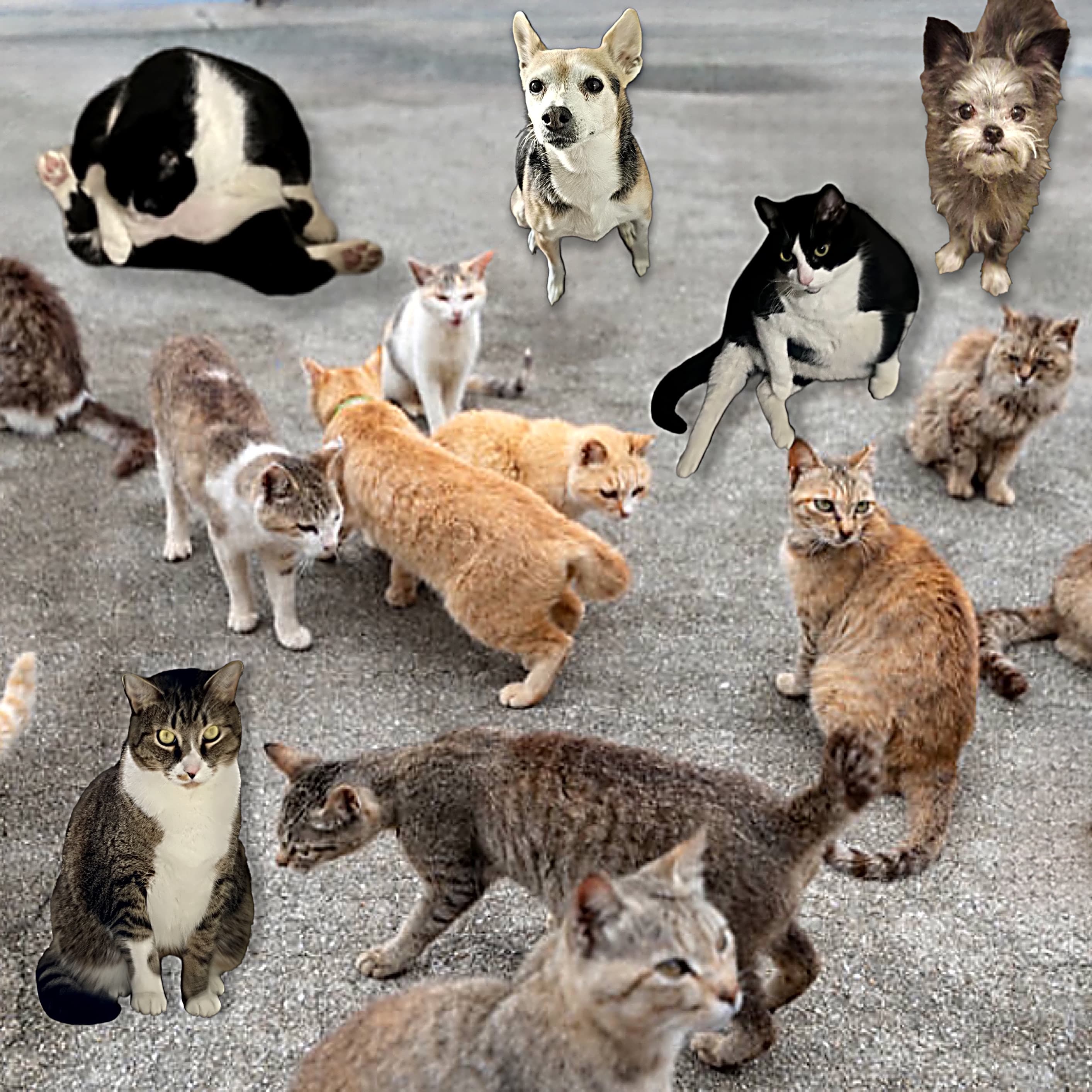 The Cat Distribution System