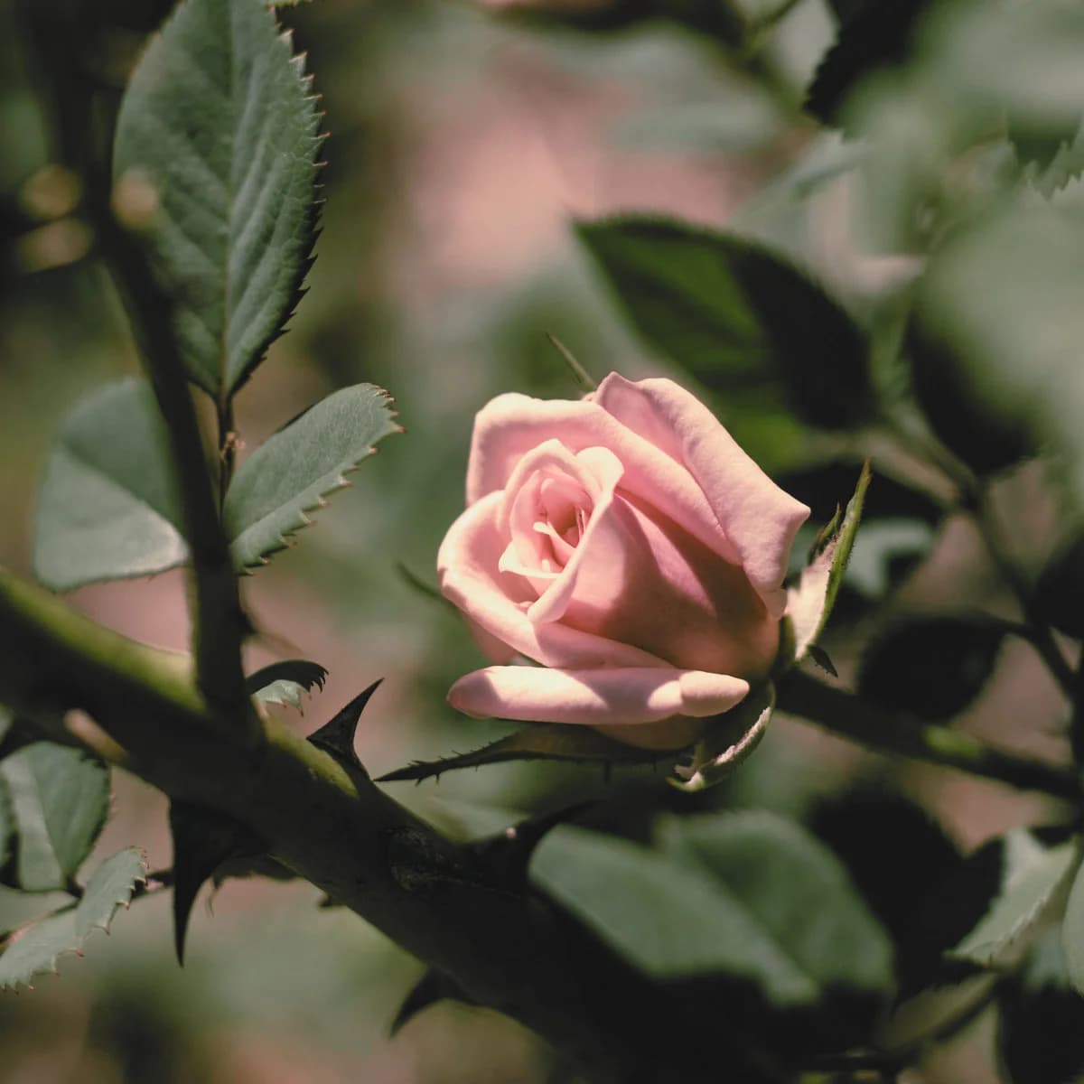 Thorn