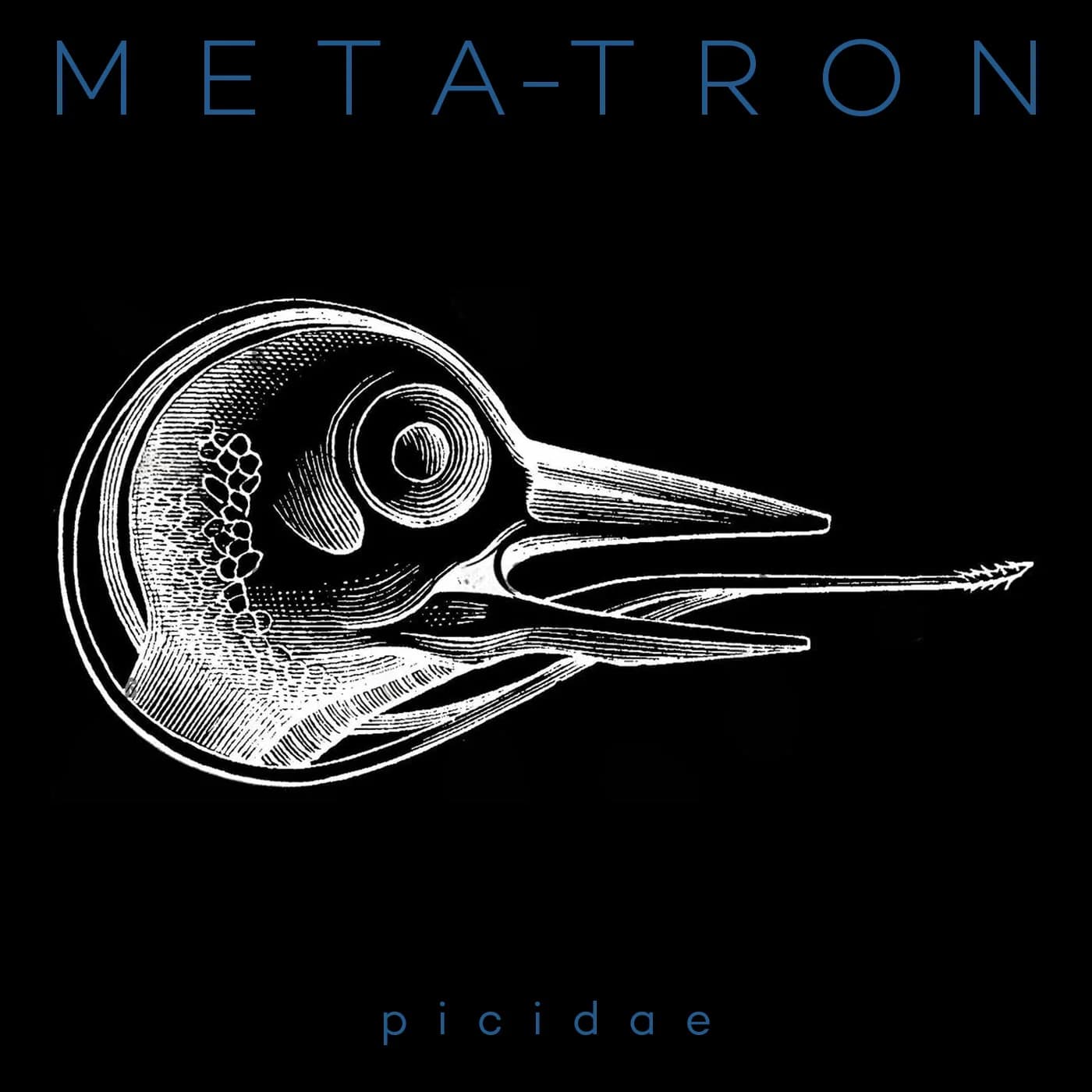 Picidae