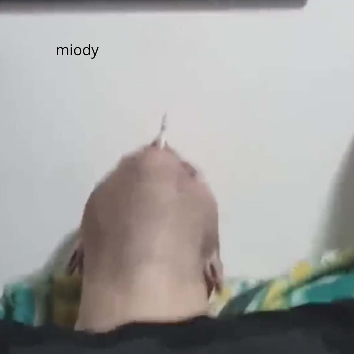 MIODY