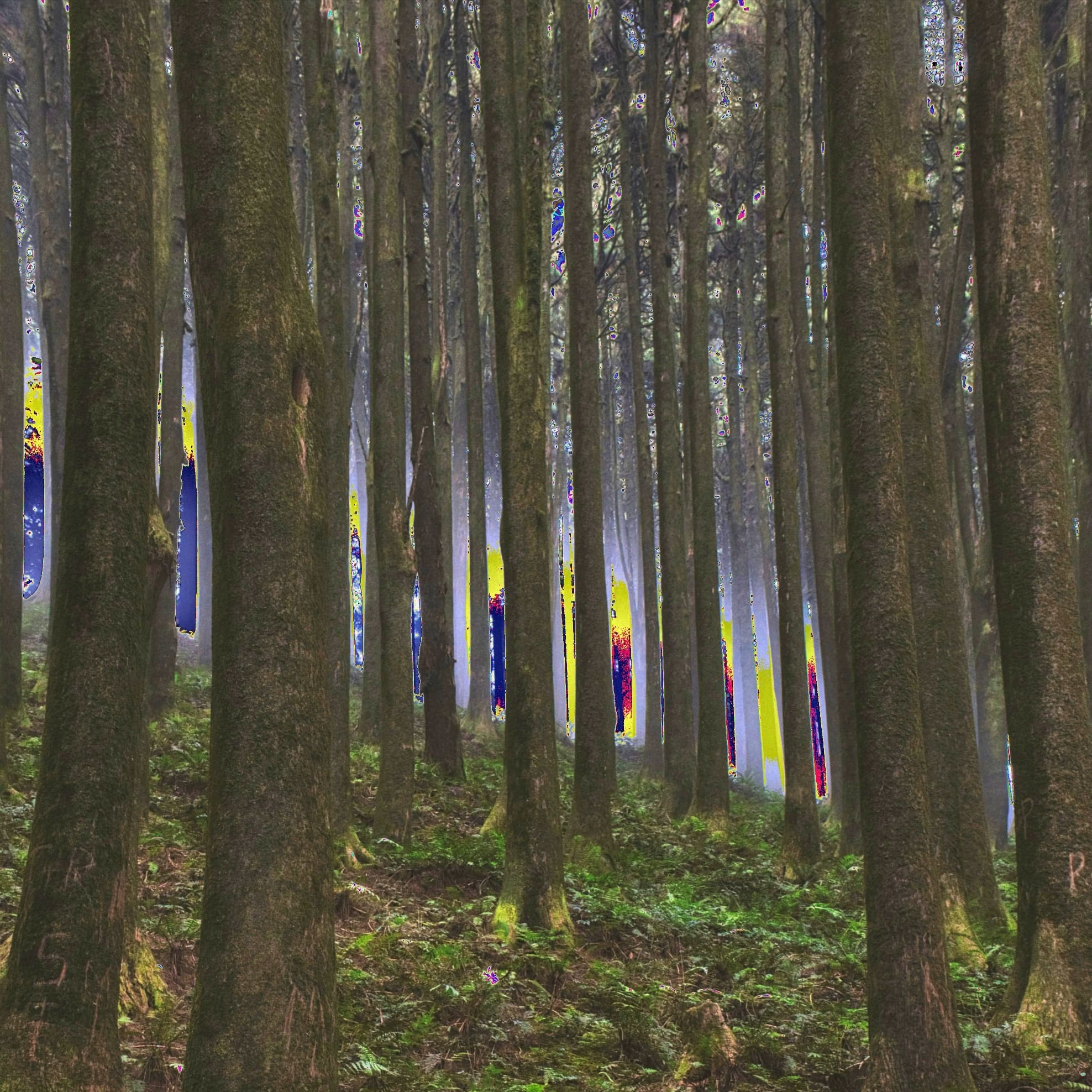 Memoirs of a Wandering Walker (Virtual Mall 2025)