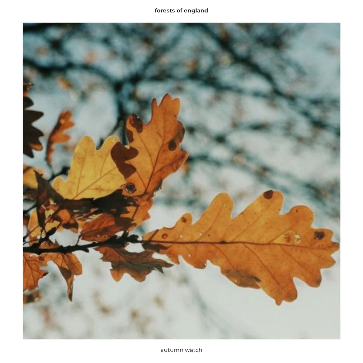 Autumn Watch