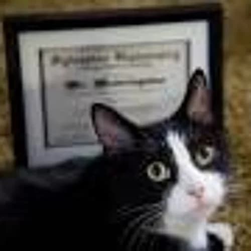 random cat (is random) - Disk 1