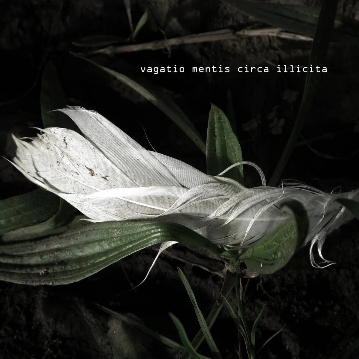 vagatio mentis circa illicita