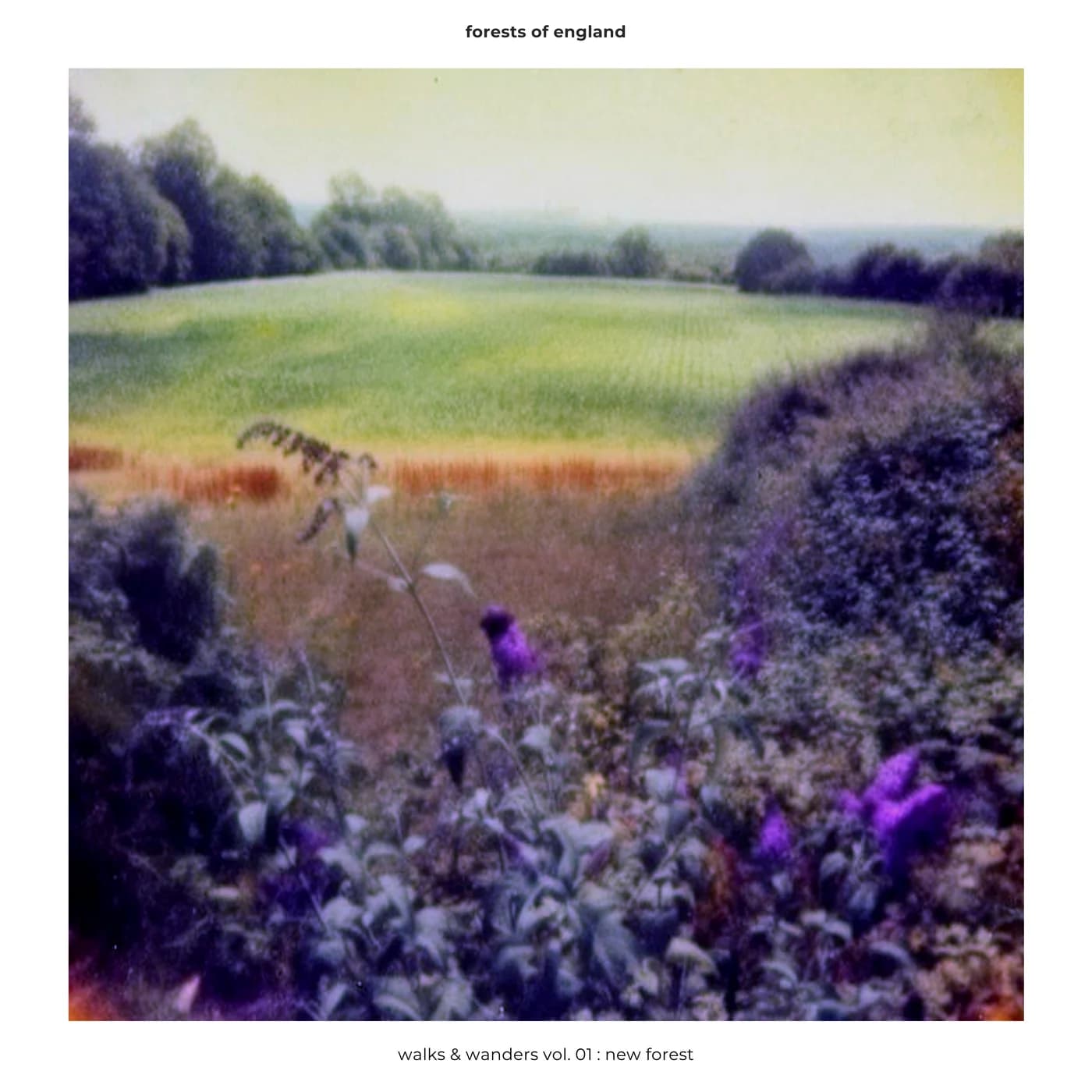 Walks & Wanders Vol. 01 - New Forest